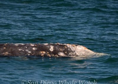 DSC 0331 1 | San Diego Whale Watch 25