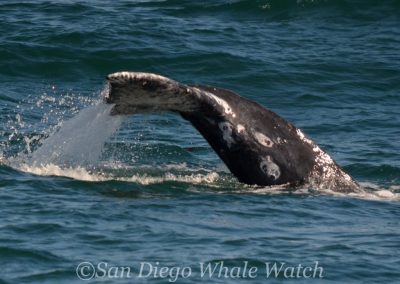 DSC 0342 1 | San Diego Whale Watch 27