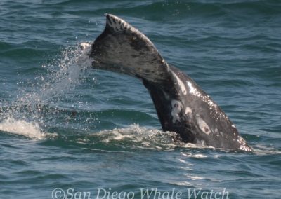 DSC 0343 1 | San Diego Whale Watch 29