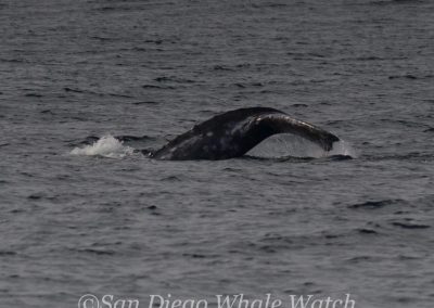 DSC 0477 1 | San Diego Whale Watch 3