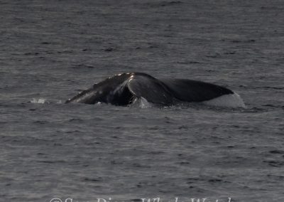 DSC 0509 1 | San Diego Whale Watch 7