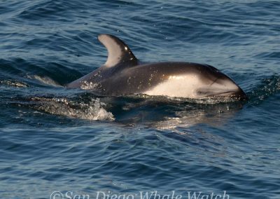 DSC 0649 1 | San Diego Whale Watch 13