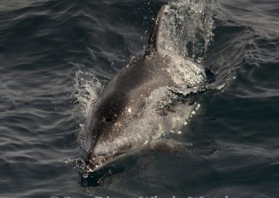 DSC 0689 1 | San Diego Whale Watch 1
