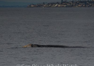 DSC 0925 1 | San Diego Whale Watch 5