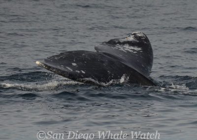 DSC 0961 1 | San Diego Whale Watch 9