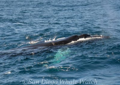 2 1 | San Diego Whale Watch 1