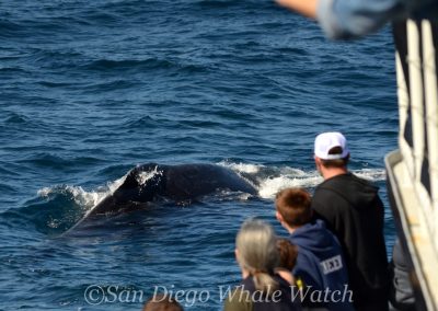 3 1 | San Diego Whale Watch 3