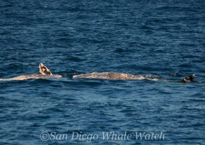 DSC 0014 1 | San Diego Whale Watch 1