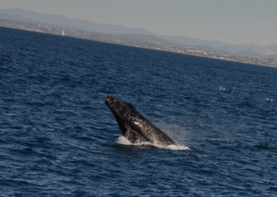DSC 0051 1 | San Diego Whale Watch 1