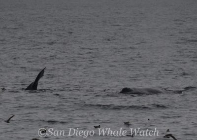 DSC 0059 1 | San Diego Whale Watch 1