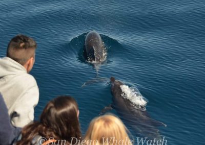 DSC 0062 2 | San Diego Whale Watch 3