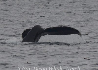 DSC 0070 1 | San Diego Whale Watch 3