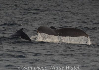 DSC 0082 1 | San Diego Whale Watch 3