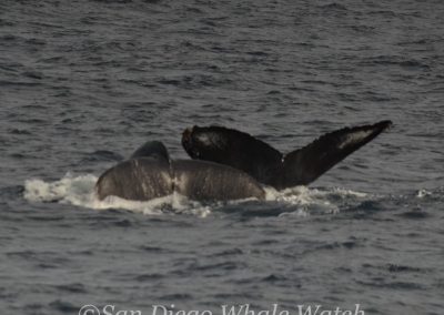 DSC 0088 1 | San Diego Whale Watch 5