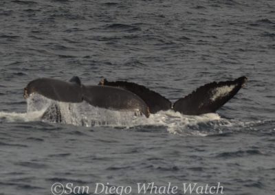 DSC 0089 2 | San Diego Whale Watch 7