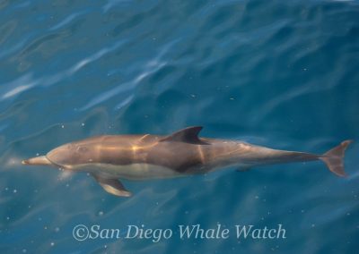 DSC 0093 1 | San Diego Whale Watch 1