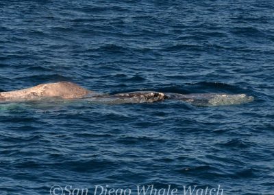 DSC 0112 1 | San Diego Whale Watch 5