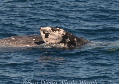 DSC 0116 1 | San Diego Whale Watch 7