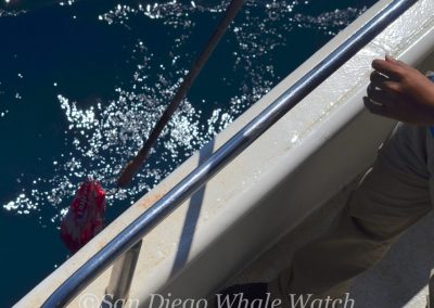 DSC 0117 1 | San Diego Whale Watch 7