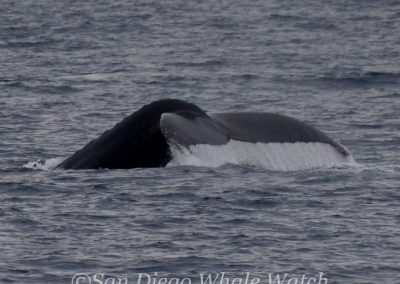 DSC 0137 1 | San Diego Whale Watch 5