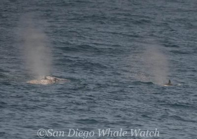 DSC 0147 1 | San Diego Whale Watch 5