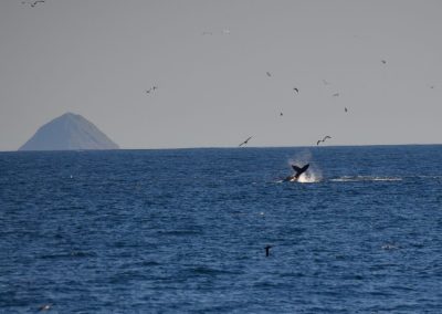 DSC 0149 1 | San Diego Whale Watch 7