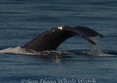 DSC 0158 1 | San Diego Whale Watch 11