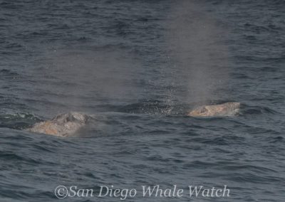 DSC 0159 1 | San Diego Whale Watch 7