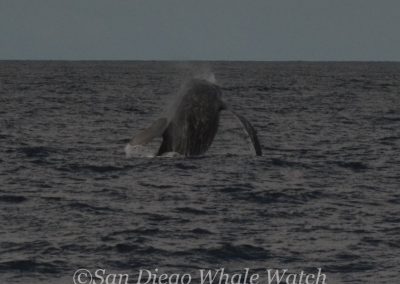 DSC 0164 1 | San Diego Whale Watch 13