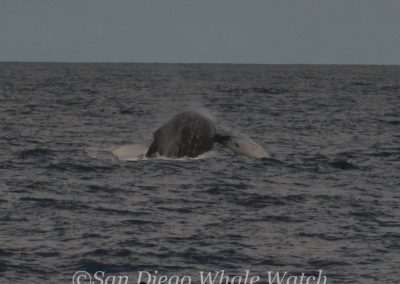 DSC 0165 1 | San Diego Whale Watch 15