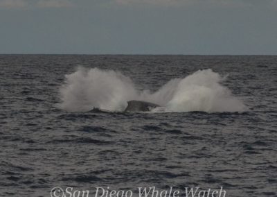 DSC 0166 1 | San Diego Whale Watch 17