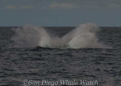 DSC 0167 1 1 | San Diego Whale Watch 19