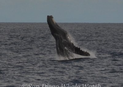 DSC 0183 1 | San Diego Whale Watch 21