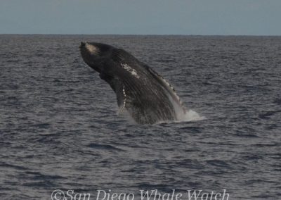 DSC 0185 2 | San Diego Whale Watch 25