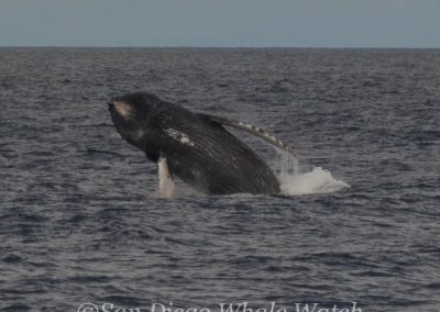 DSC 0186 1 | San Diego Whale Watch 27