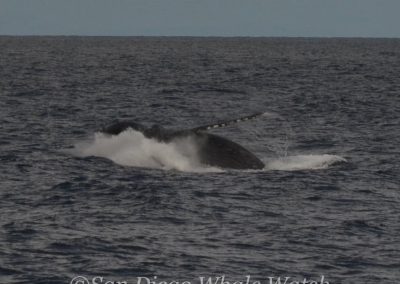 DSC 0187 1 | San Diego Whale Watch 29