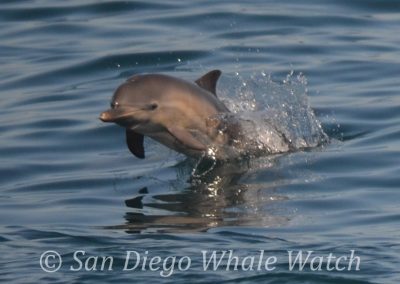 DSC 0188 1 1 | San Diego Whale Watch 3