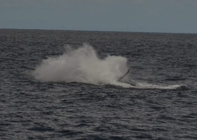 DSC 0188 2 | San Diego Whale Watch 31