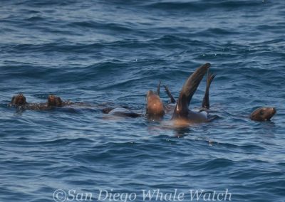 DSC 0195 1 | San Diego Whale Watch 9