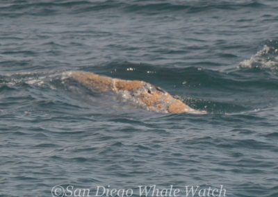 DSC 0212 1 | San Diego Whale Watch 9
