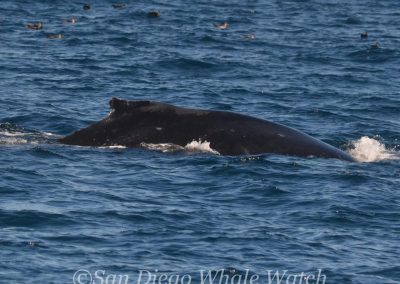 DSC 0221 1 | San Diego Whale Watch 11