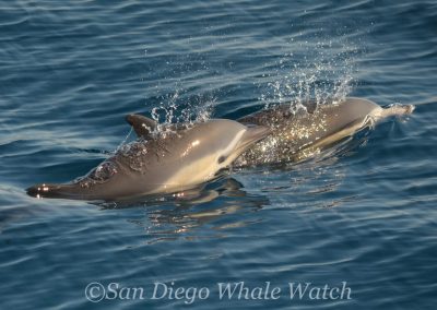 DSC 0237 1 | San Diego Whale Watch 1