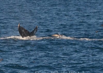 DSC 0261 1 | San Diego Whale Watch 13
