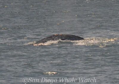 DSC 0288 1 | San Diego Whale Watch 11