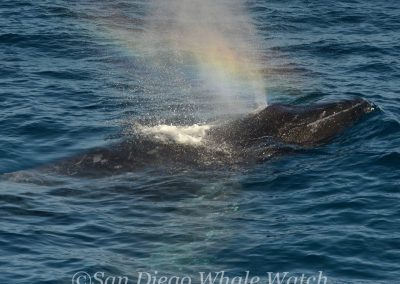 DSC 0297 1 | San Diego Whale Watch 5