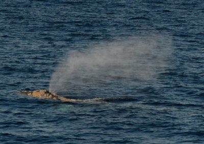DSC 0312 1 | San Diego Whale Watch 15