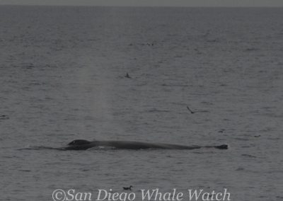 DSC 0323 1 | San Diego Whale Watch 15