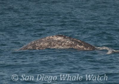 DSC 0352 1 | San Diego Whale Watch 9