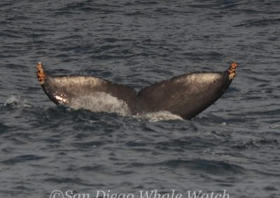DSC 0364 1 | San Diego Whale Watch 33