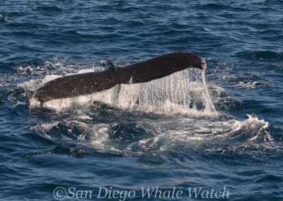 DSC 0391 1 | San Diego Whale Watch 15